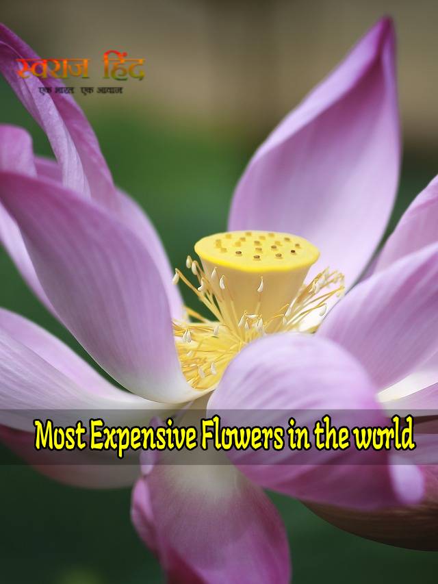 ये हैं दुनिया के सबसे महंगे फूल!